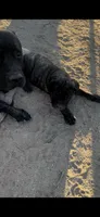 Angel, a female Cane Corso for sale in Temecula, CA – 4 of 7