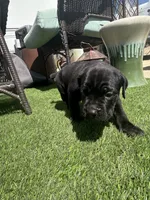 Batman, a male Cane Corso for sale in Temecula, CA – 3 of 10