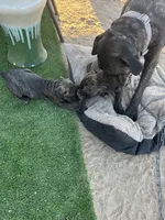 Onyx, a male Cane Corso for sale in Temecula, CA – 5 of 9