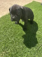 Oreo, a male Cane Corso for sale in Temecula, CA – 2 of 8