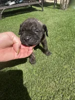 Onyx, a female Cane Corso for sale in Temecula, CA – 3 of 10