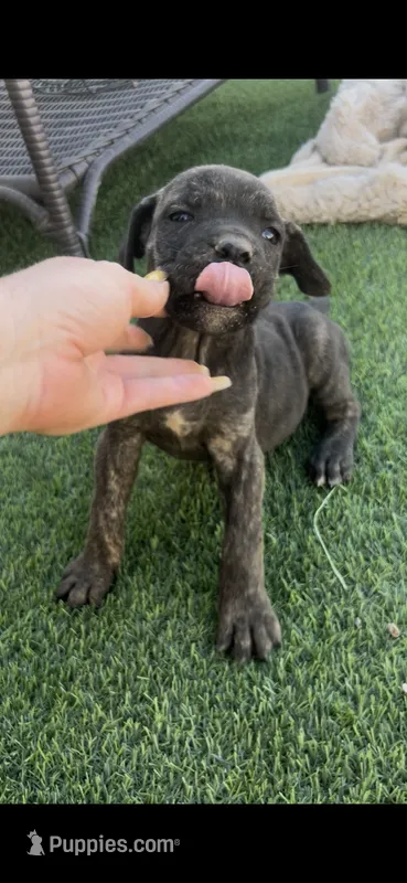 Onyx – Cane Corso puppy for sale in Temecula, CA