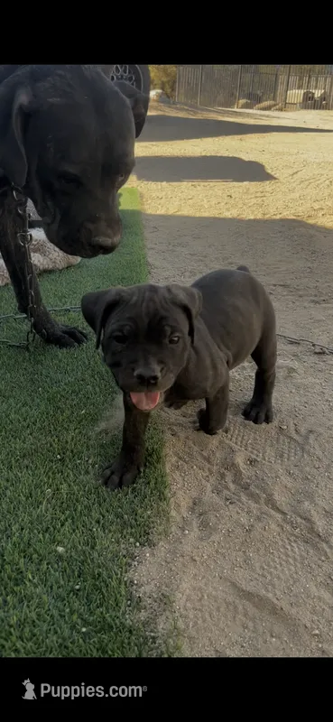Oreo – Cane Corso puppy for sale in Temecula, CA