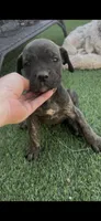 Onyx, a male Cane Corso for sale in Temecula, CA – 6 of 9