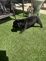 Batman, a male Cane Corso for sale in Temecula, CA – 9 of 10