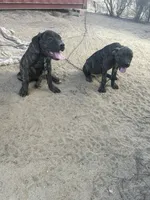 Onyx, a female Cane Corso for sale in Temecula, CA – 6 of 7