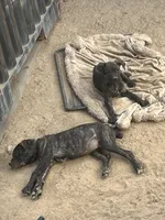 Onyx, a female Cane Corso for sale in Temecula, CA – 2 of 7