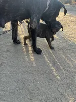 Onyx, a male Cane Corso for sale in Temecula, CA – 3 of 9