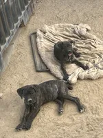 Angel, a female Cane Corso for sale in Temecula, CA – 5 of 10