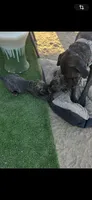 Angel, a female Cane Corso for sale in Temecula, CA – 5 of 7
