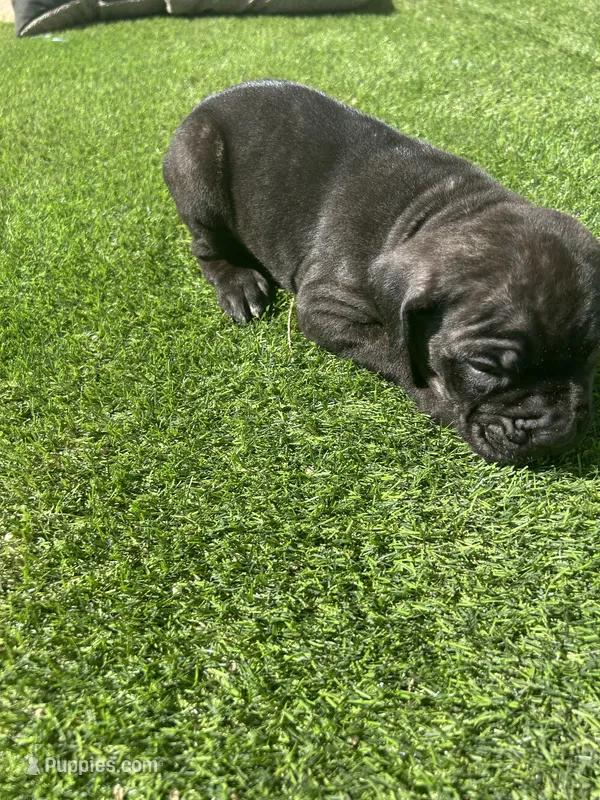 Angel – Cane Corso puppy for sale in Temecula, CA