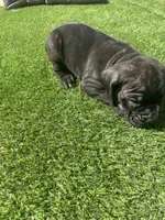 Angel, a female Cane Corso for sale in Temecula, CA – 1 of 9