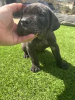 Angel, a female Cane Corso for sale in Temecula, CA – 3 of 9