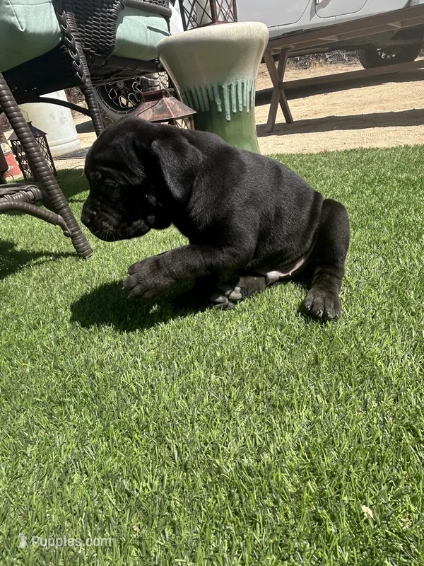 Batman – Cane Corso puppy for sale in Temecula, CA