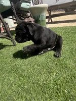 Batman, a male Cane Corso for sale in Temecula, CA – 1 of 10