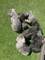 Oreo, a male Cane Corso for sale in Temecula, CA – 4 of 8
