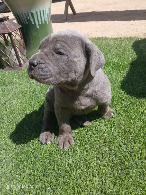 Sprinkles – Cane Corso puppy for sale in Temecula, CA