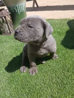 Sprinkles, a male Cane Corso for sale in Temecula, CA – 1 of 10