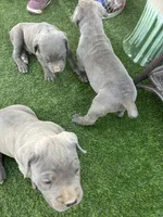 Sprinkles, a male Cane Corso for sale in Temecula, CA – 5 of 10
