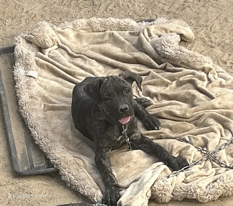 Onyx – Cane Corso puppy for sale in Temecula, CA