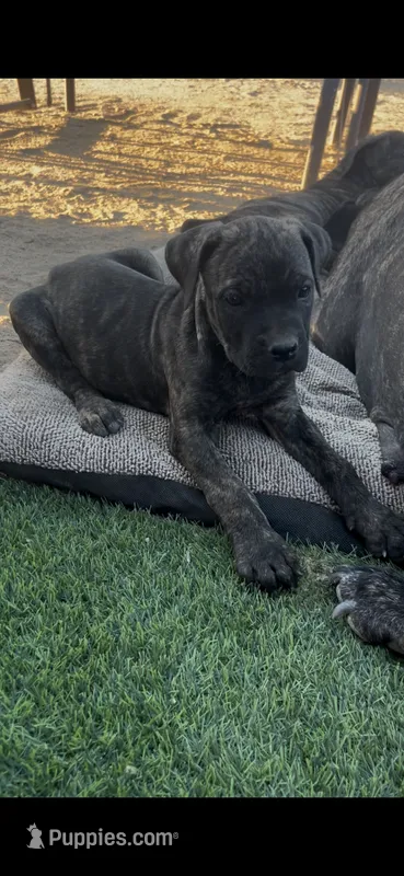 Onyx – Cane Corso puppy for sale in Temecula, CA