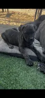 Onyx, a male Cane Corso for sale in Temecula, CA – 1 of 9