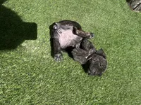 Onyx, a female Cane Corso for sale in Temecula, CA – 2 of 10