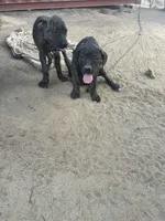 Onyx, a female Cane Corso for sale in Temecula, CA – 7 of 7