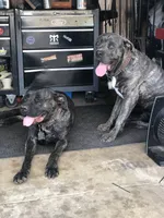 Sprinkles, a male Cane Corso for sale in Temecula, CA – 9 of 10