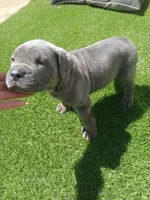 Sprinkles, a male Cane Corso for sale in Temecula, CA – 3 of 10