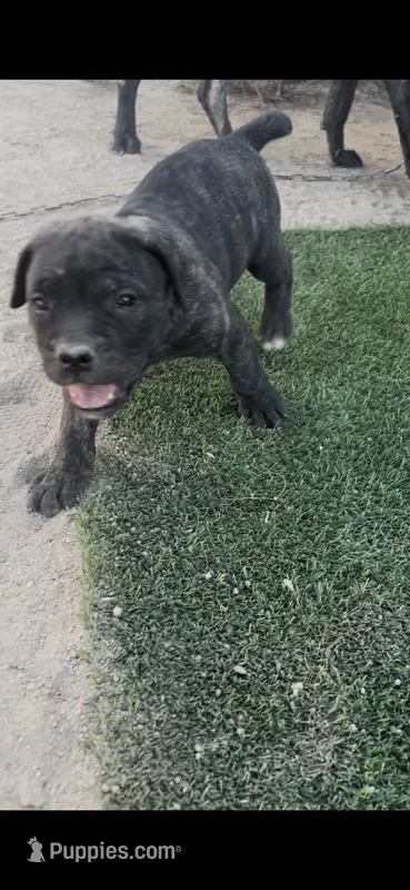 Angel – Cane Corso puppy for sale in Temecula, CA