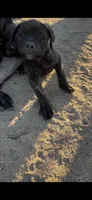 Angel, a female Cane Corso for sale in Temecula, CA – 3 of 7