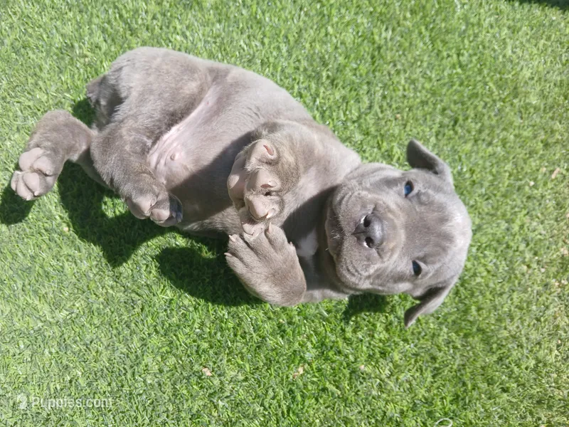 Pebble – Cane Corso puppy for sale in Temecula, CA