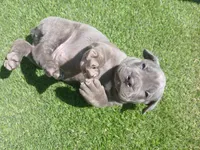 Pebble, a male Cane Corso for sale in Temecula, CA – 3 of 9