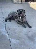 Angel, a female Cane Corso for sale in Temecula, CA – 9 of 9