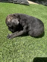 Onyx, a female Cane Corso for sale in Temecula, CA – 4 of 10