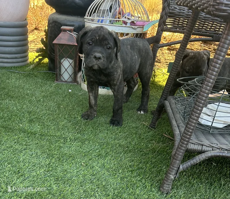 Angel – Cane Corso puppy for sale in Temecula, CA