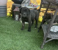 Angel, a female Cane Corso for sale in Temecula, CA – 1 of 7