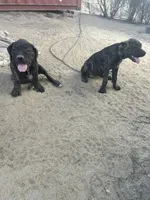 Onyx, a female Cane Corso for sale in Temecula, CA – 5 of 7