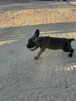 Onyx, a male Cane Corso for sale in Temecula, CA – 4 of 9