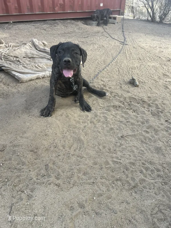 Angel – Cane Corso puppy for sale in Temecula, CA