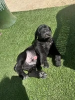 Batman, a male Cane Corso for sale in Temecula, CA – 5 of 10
