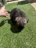 Onyx, a female Cane Corso for sale in Temecula, CA – 6 of 10