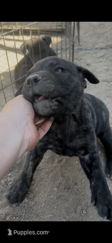 Angel – Cane Corso puppy for sale in Temecula, CA