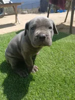 Sprinkles, a male Cane Corso for sale in Temecula, CA – 4 of 10