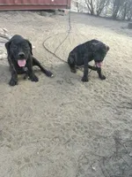 Angel, a female Cane Corso for sale in Temecula, CA – 9 of 10