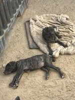 Angel, a female Cane Corso for sale in Temecula, CA – 7 of 10