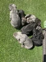 Batman, a male Cane Corso for sale in Temecula, CA – 10 of 10