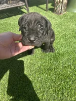 Angel, a female Cane Corso for sale in Temecula, CA – 2 of 9
