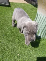 Sprinkles, a male Cane Corso for sale in Temecula, CA – 2 of 10